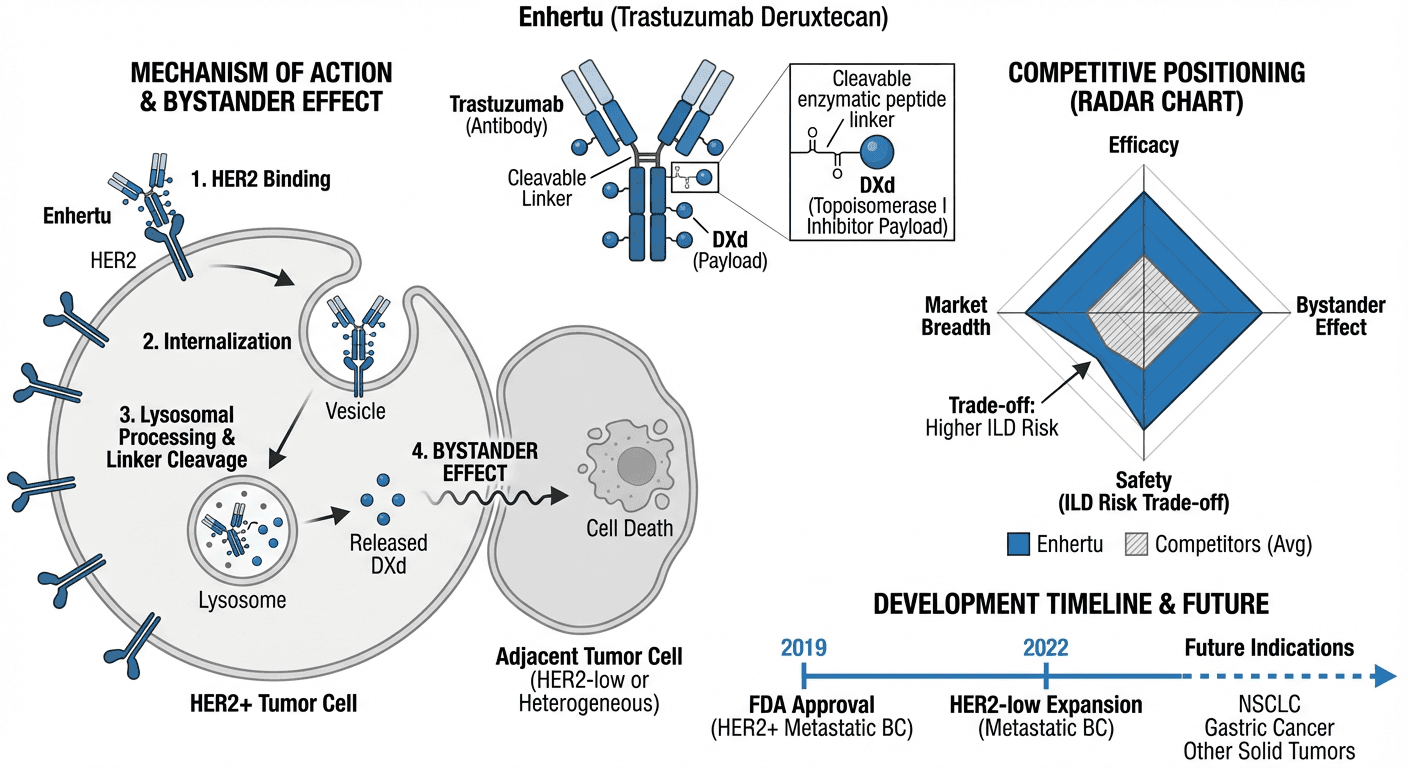 HER2 ADC Competitive Intelligence