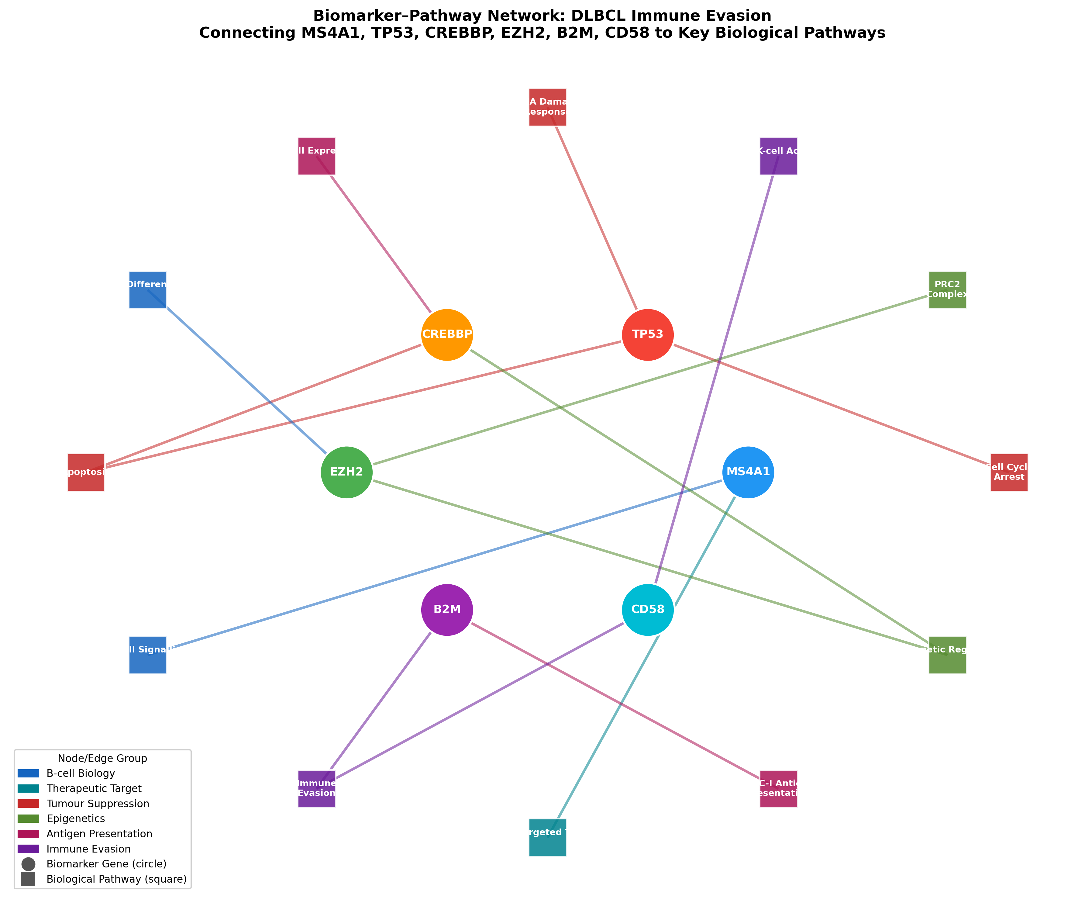 Network diagram connecting 6 DLBCL biomarker genes to key biological pathways including immune evasion, epigenetic regulation, antigen presentation, and B-cell signaling.